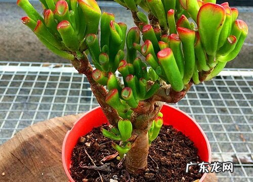 吸财树喜水吗 属于喜水植物吗
