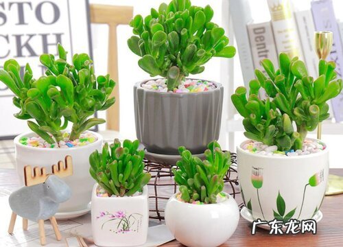 吸财树喜水吗 属于喜水植物吗