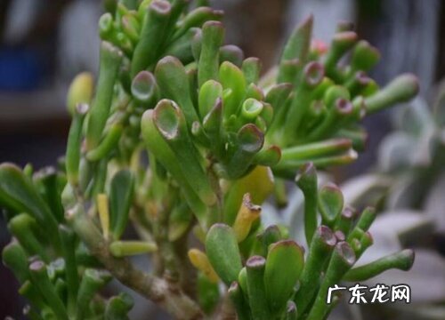 吸财树喜水吗 属于喜水植物吗