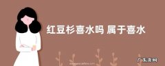 红豆杉喜水吗 属于喜水植物吗
