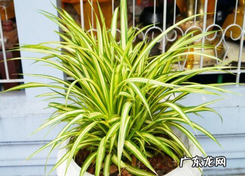 吊兰用什么盆栽好