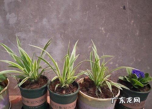 吊兰用什么盆栽好