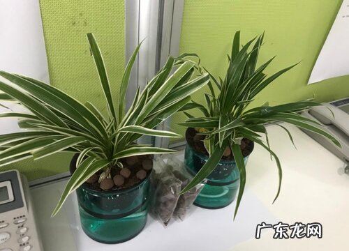 吊兰用什么盆栽好