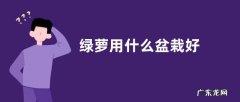 绿萝用什么盆栽好