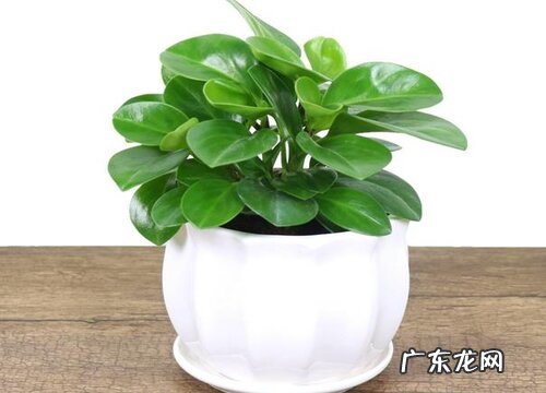 豆瓣绿用什么盆栽好