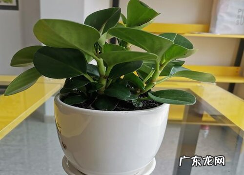 豆瓣绿用什么盆栽好