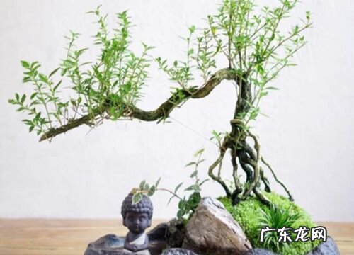悬崖盆景用什么盆栽好
