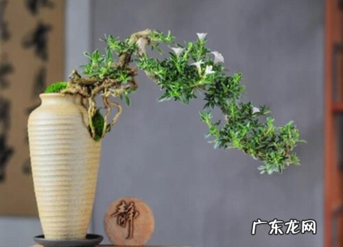 悬崖盆景用什么盆栽好