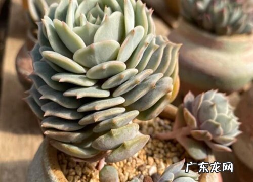 露娜莲开花后怎么处理