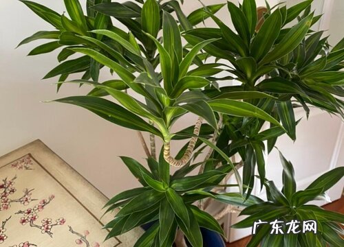 龙血树开花后怎么处理