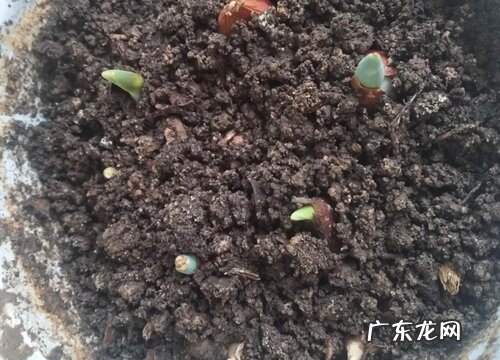 鸢尾花种子几天发芽