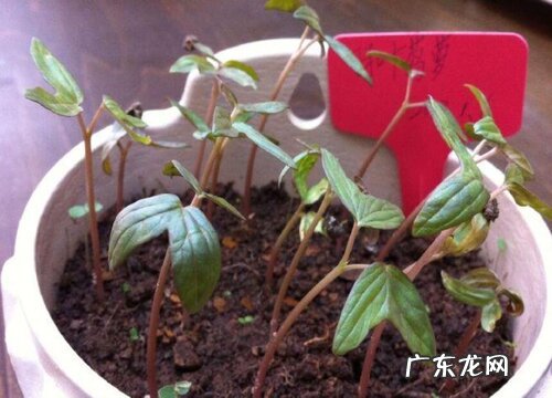 鸢尾花种子几天发芽