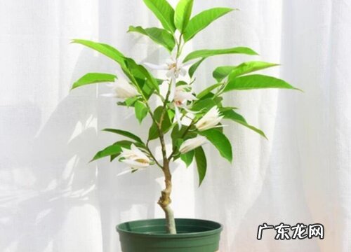 白玉兰盆栽用什么盆栽好