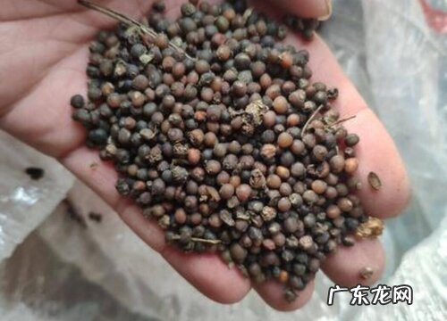 黄精种子什么时候种植最好
