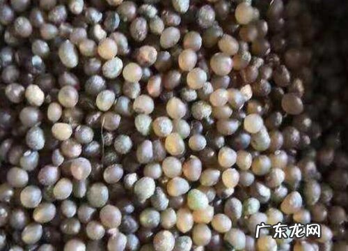 黄精种子什么时候种植最好