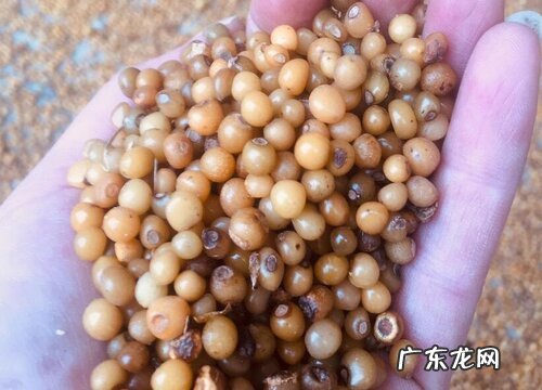 黄精种子什么时候种植最好