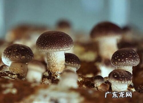 预计香菇未来的行情发展分析 2022年香菇前景如何