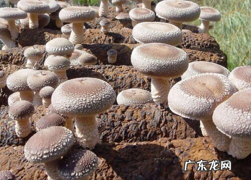 预计香菇未来的行情发展分析 2022年香菇前景如何