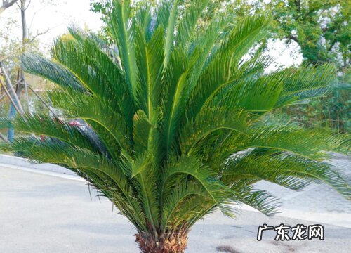 铁树开花后怎么处理