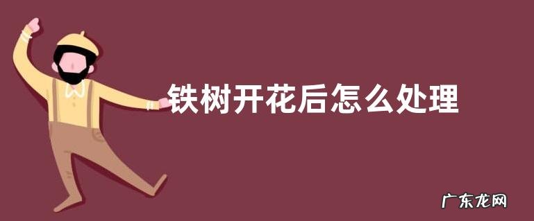 铁树开花后怎么处理