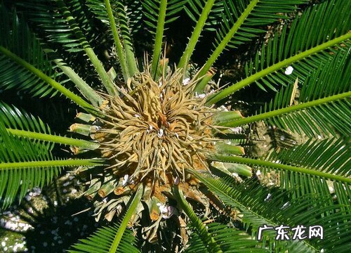 铁树开花后怎么处理