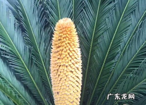 铁树开花后怎么处理