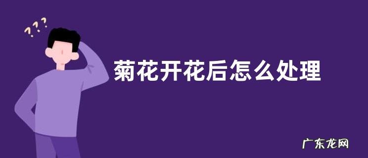 菊花开花后怎么处理