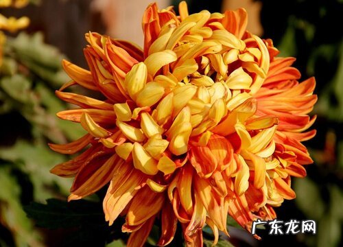 菊花开花后怎么处理
