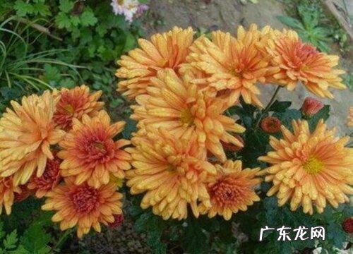 菊花开花后怎么处理