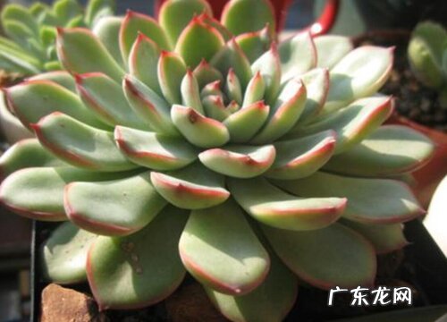 花月夜开花后怎么处理