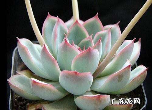 花月夜开花后怎么处理