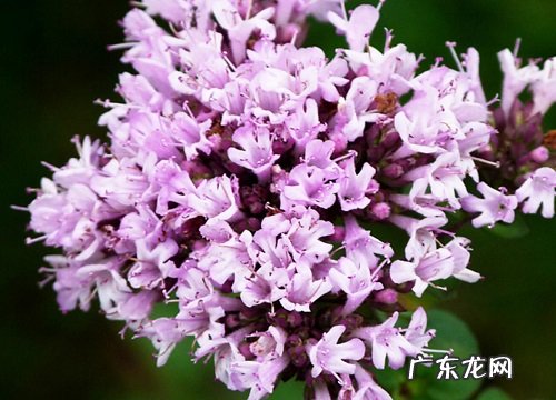 百里香开花后怎么处理