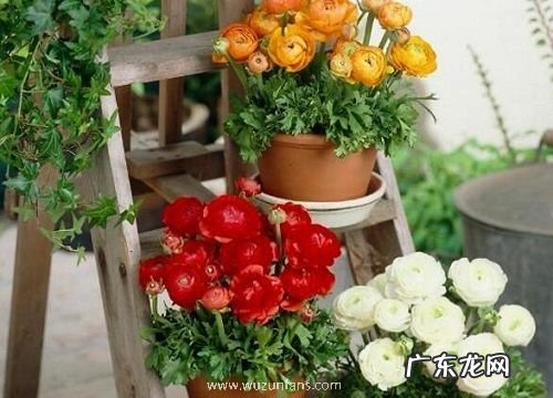 花毛茛开花后怎么处理