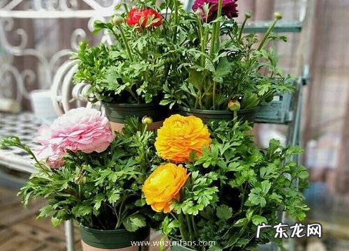 花毛茛开花后怎么处理