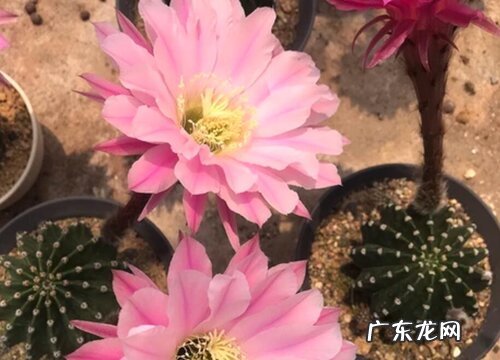 青王丸开花后怎么处理