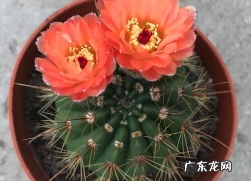 青王丸开花后怎么处理