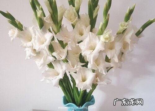 剑兰开花后怎么处理