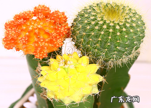 仙人掌开花后怎么处理