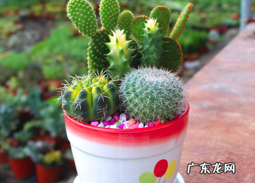 仙人掌开花后怎么处理