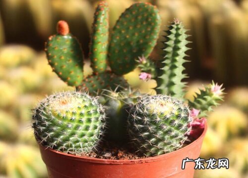 仙人掌开花后怎么处理