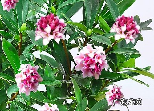 金边瑞香喜阳光吗