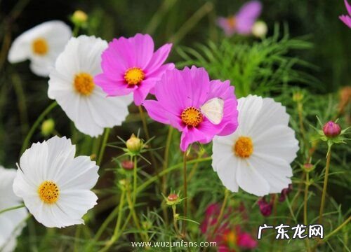 波斯菊开花后怎么处理