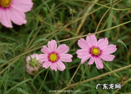 波斯菊开花后怎么处理