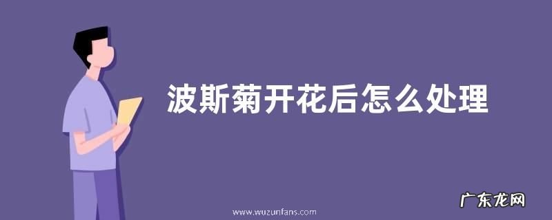 波斯菊开花后怎么处理