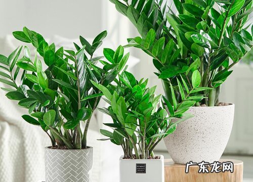 金钱树喜阳光吗