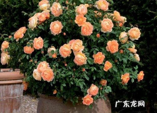 月季开花时能浇水吗