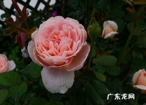 月季开花时能浇水吗