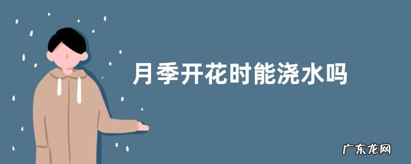 月季开花时能浇水吗