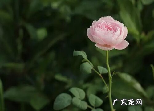 月季开花时能浇水吗