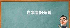 白掌喜阳光吗